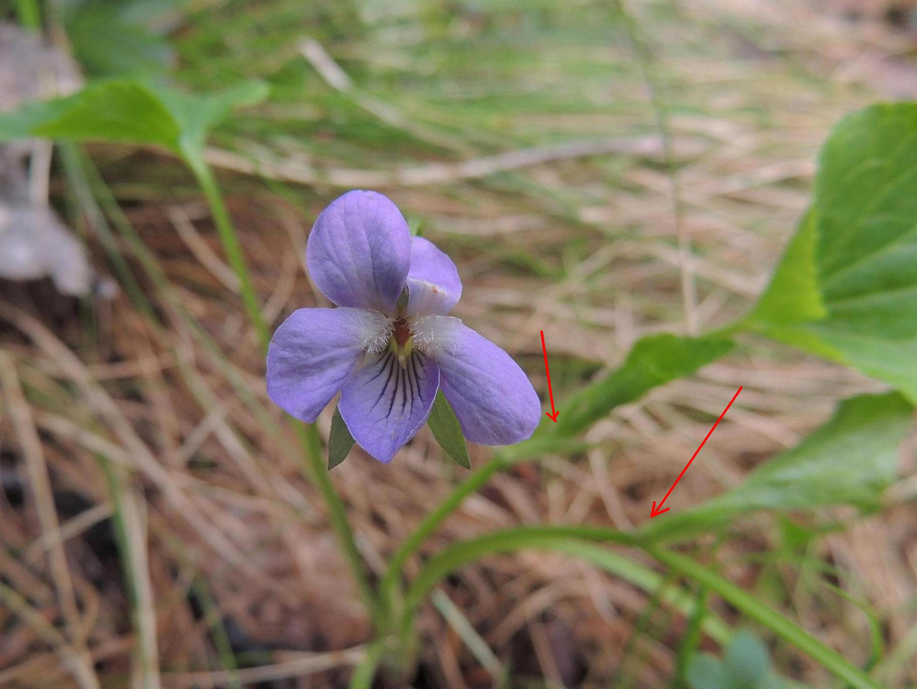 Viola mirabilis/viola mirabile